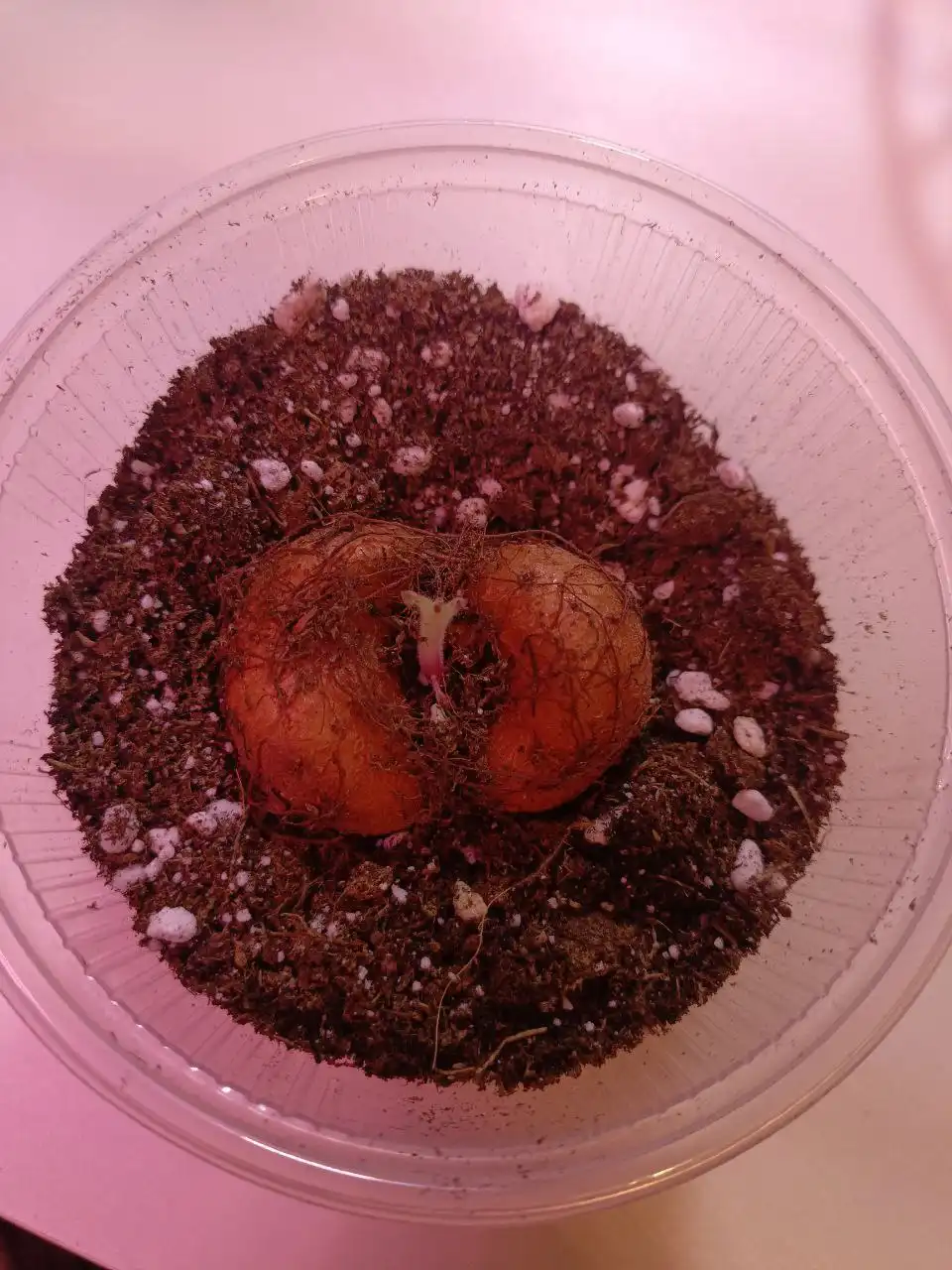 Мини синнингия махровая клубень - Комнатные растения (Хобби и отдых) в Красноярск