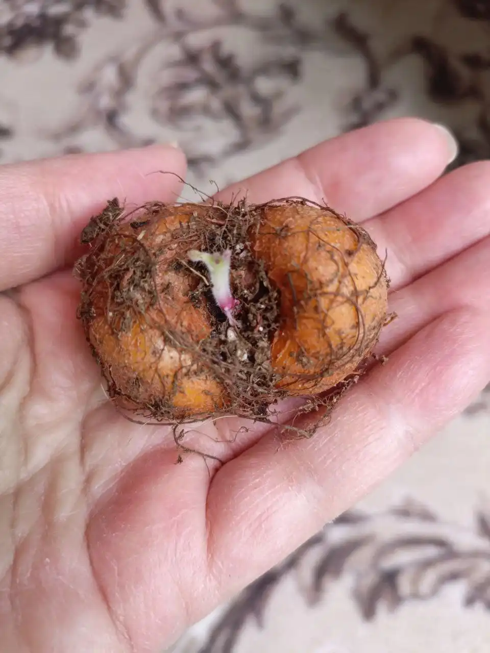 Мини синнингия махровая клубень - Комнатные растения (Хобби и отдых) в Красноярск