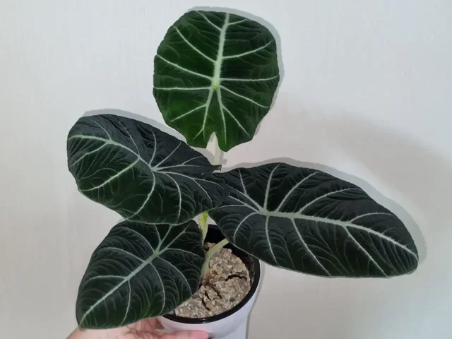 Комнатные растения с вылезшими столонами в Красноярске - Велосипеды в Красноярск