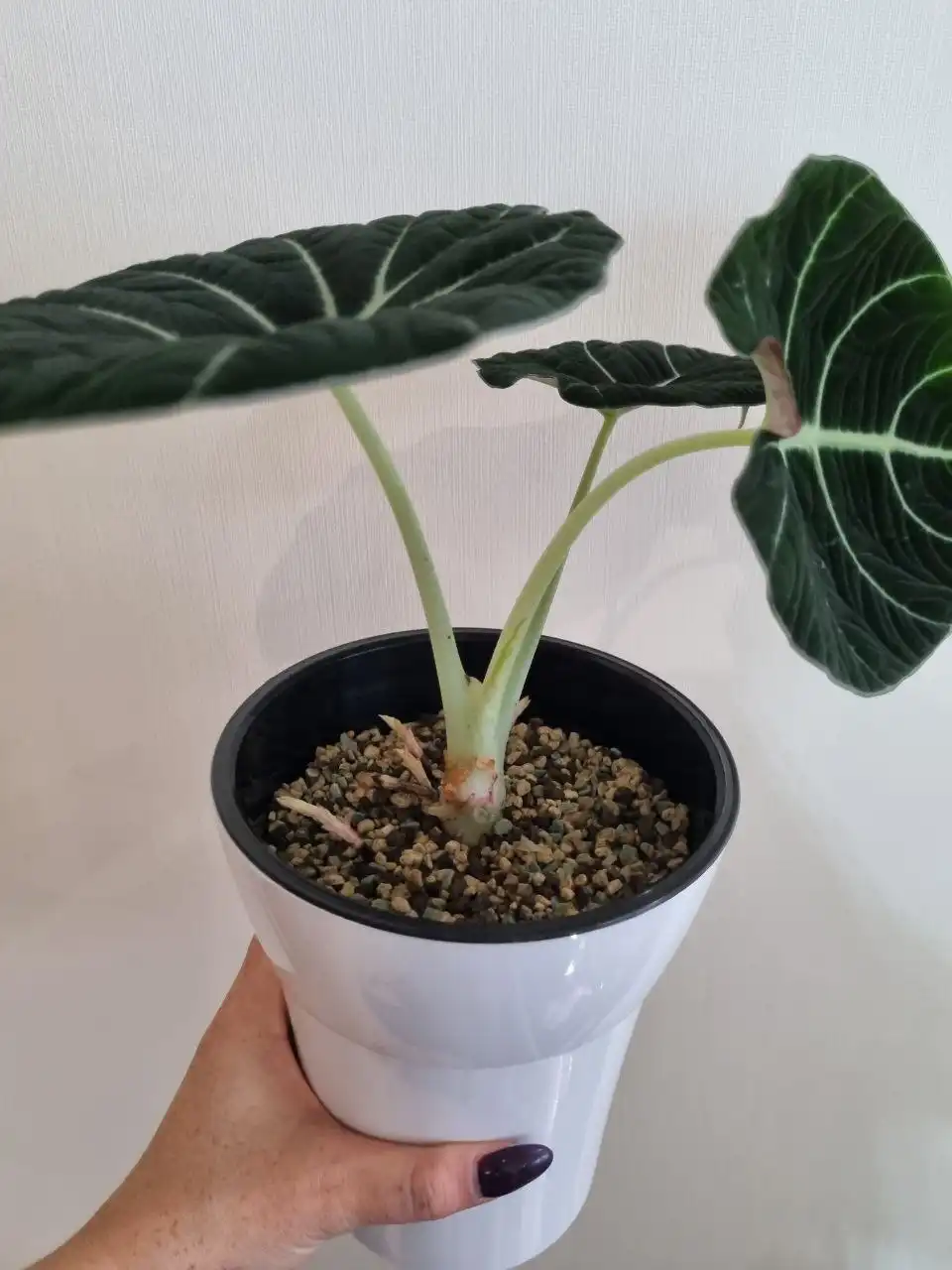 Комнатные растения с вылезшими столонами в Красноярске - Комнатные растения (Хобби и отдых) в Красноярск