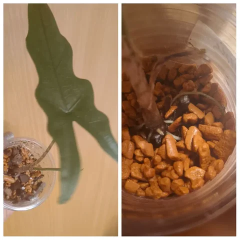 Комнатное растение с деткой - Велосипеды в Красноярск