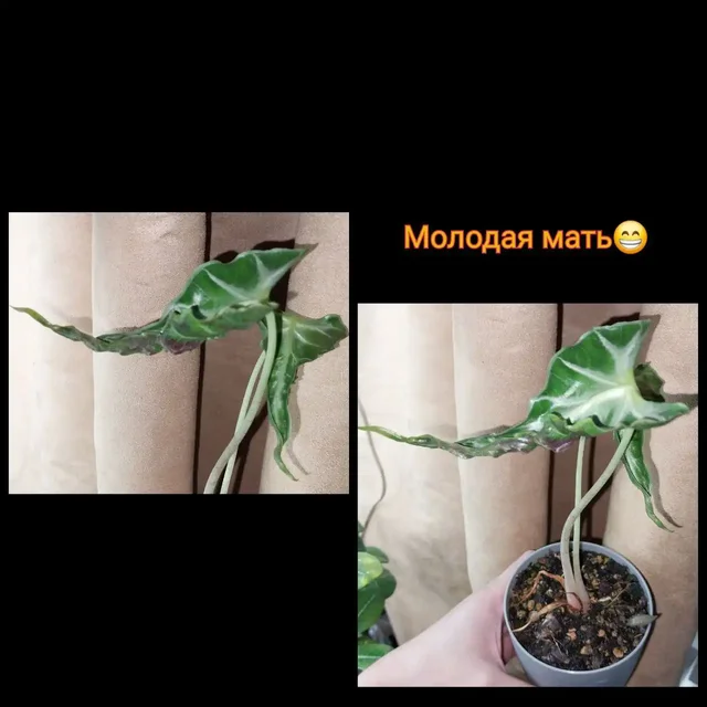 Продажа комнатного растения - Велосипеды в Красноярск