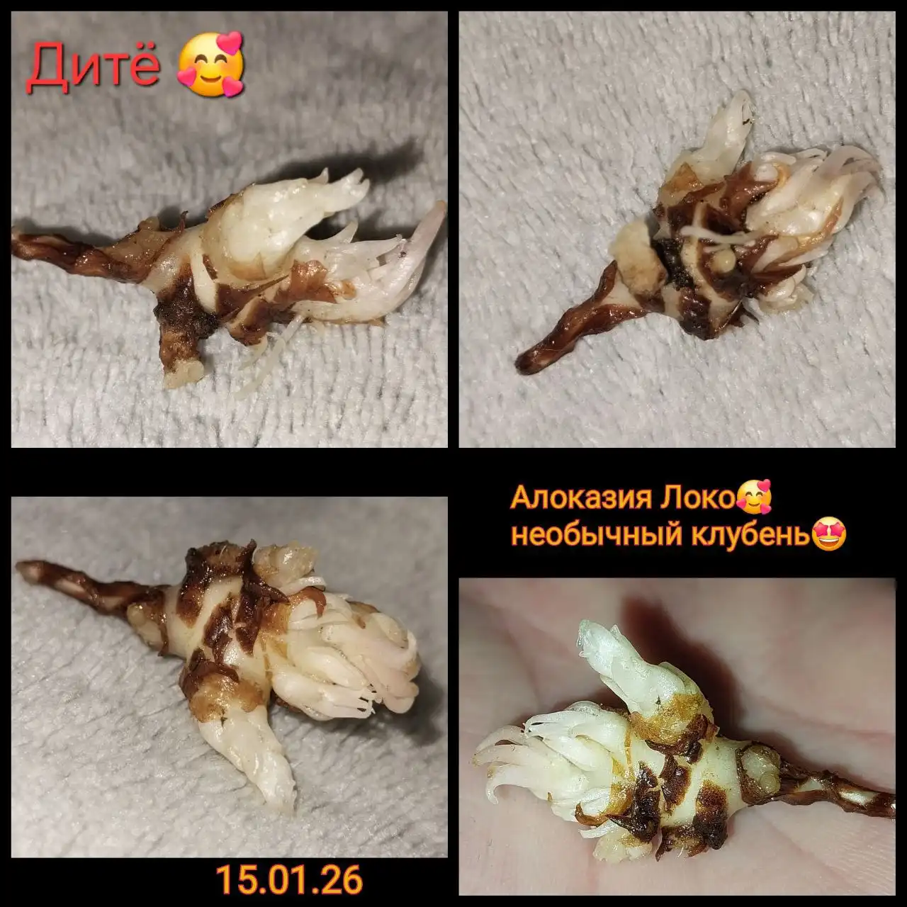 Продажа комнатного растения - Комнатные растения (Хобби и отдых) в Красноярск