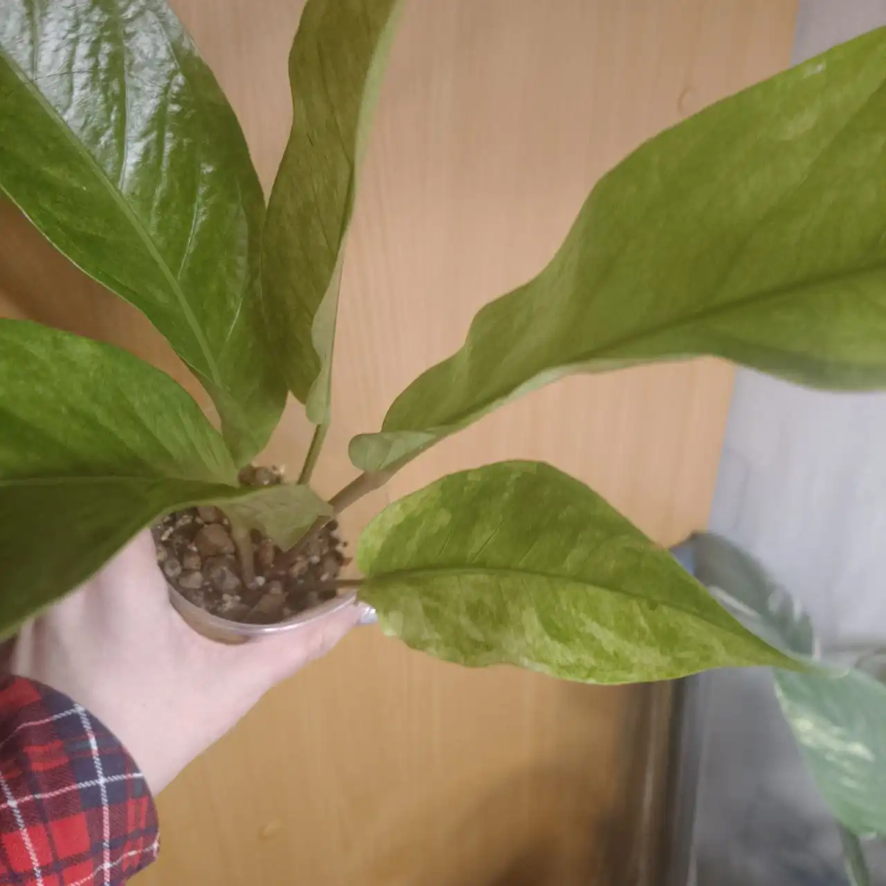 Антуриум с выкрученными корнями - Комнатные растения (Хобби и отдых) в Красноярск