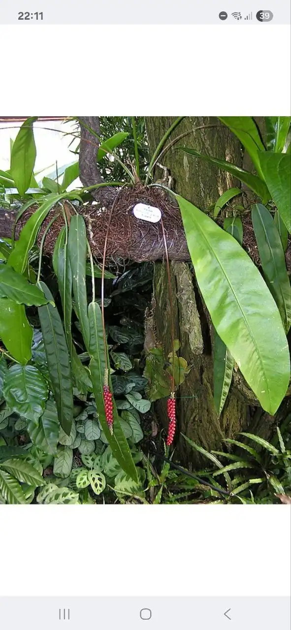 Комнатные растения в Красноярске - Комнатные растения (Хобби и отдых) в Красноярск