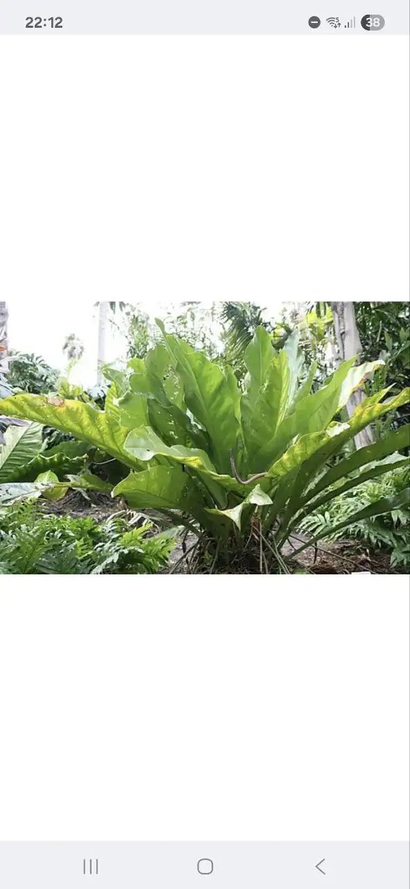 Комнатные растения в Красноярске - Комнатные растения (Хобби и отдых) в Красноярск