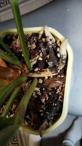 Продажа комнатных растений в Красноярске - Велосипеды в Красноярск