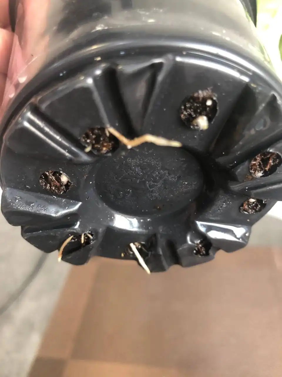 Эпипремнум пинаттум вайт - Комнатные растения (Хобби и отдых) в Красноярск