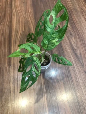 Монстера адансона вар - Велосипеды в Красноярск