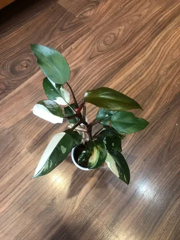 Филодендрон ред андерсон - Велосипеды в Красноярск