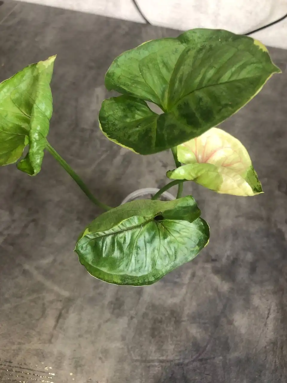 Сингониум Орм Тонг - Комнатные растения (Хобби и отдых) в Красноярск