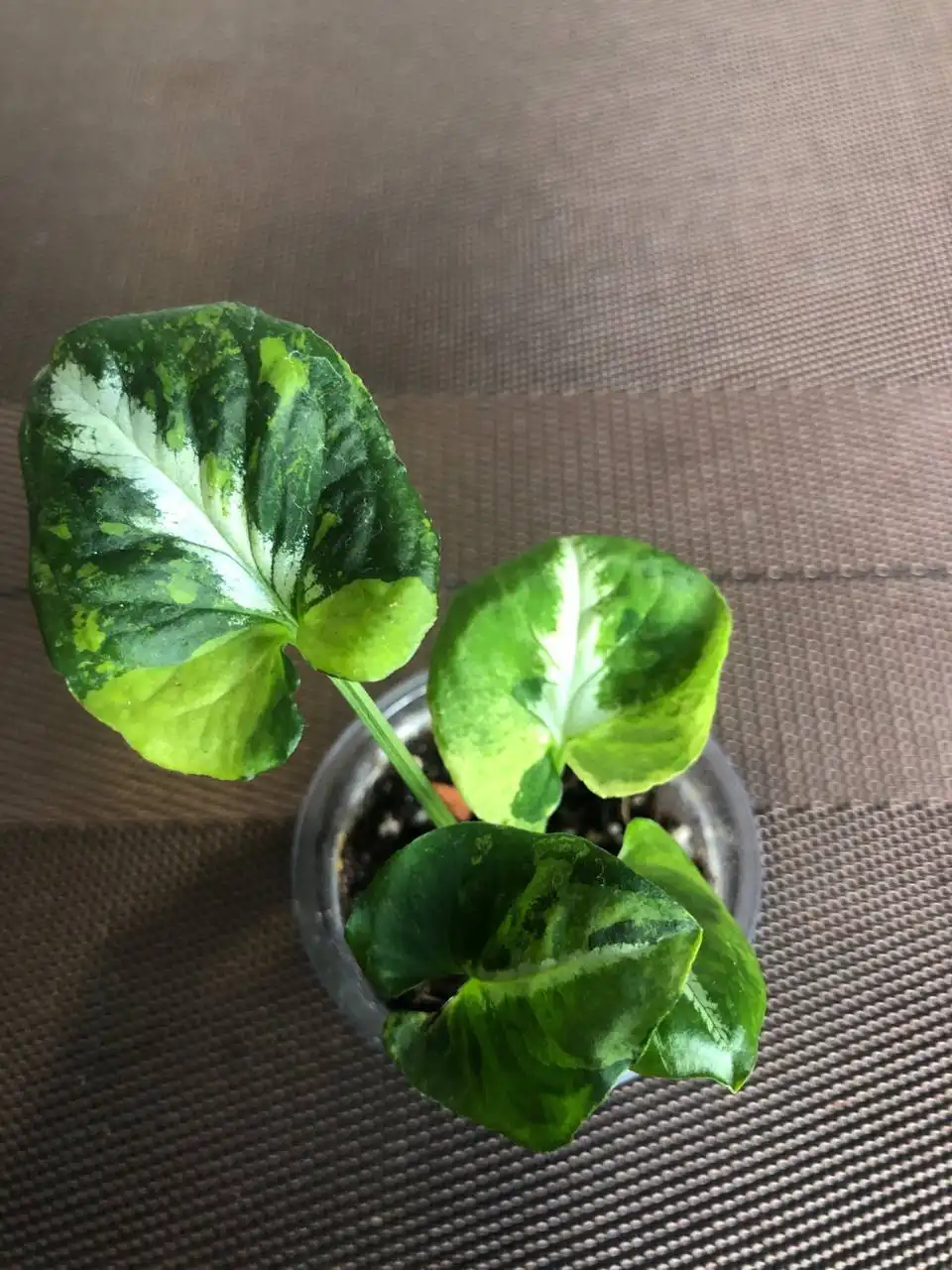 Сингониум Яичница - Комнатные растения (Хобби и отдых) в Красноярск