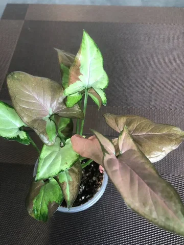 Сингониум Пинк Салмон - Велосипеды в Красноярск