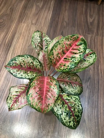 Аглаонема 10 карат - Велосипеды в Красноярск