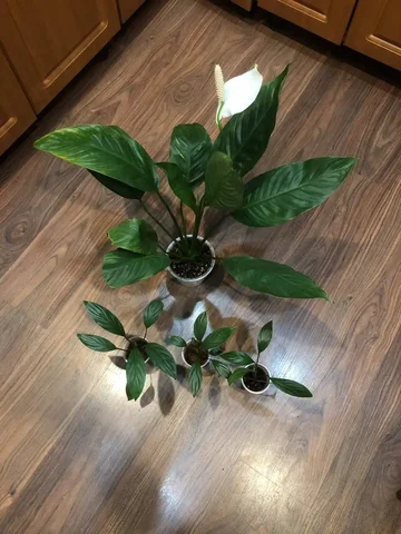 Спатифиллум зебра, детки - Бытовая техника в Красноярск