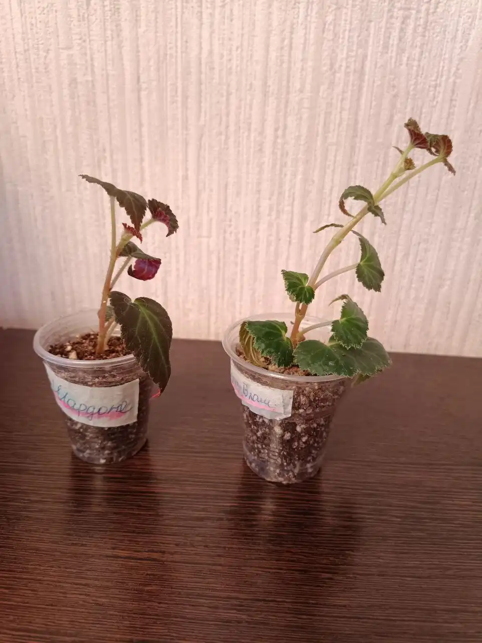 Укорененные черенки бегонии различных сортов - Комнатные растения (Хобби и отдых) в Красноярск