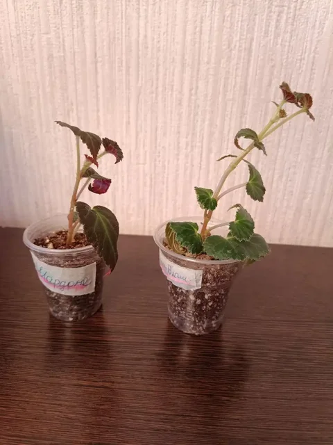 Укорененные черенки бегонии различных сортов - Велосипеды в Красноярск