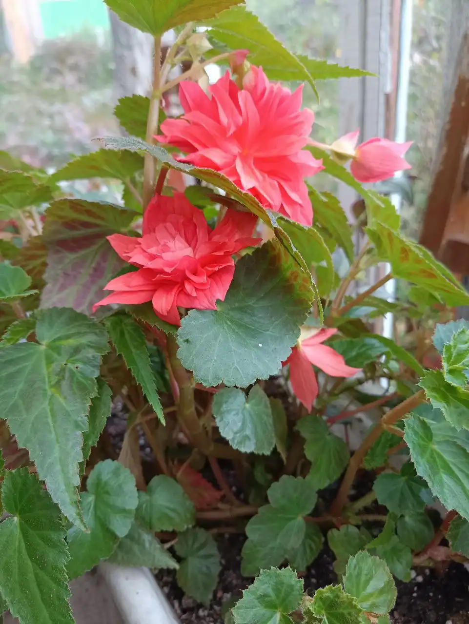 Укорененные черенки бегонии различных сортов - Комнатные растения (Хобби и отдых) в Красноярск