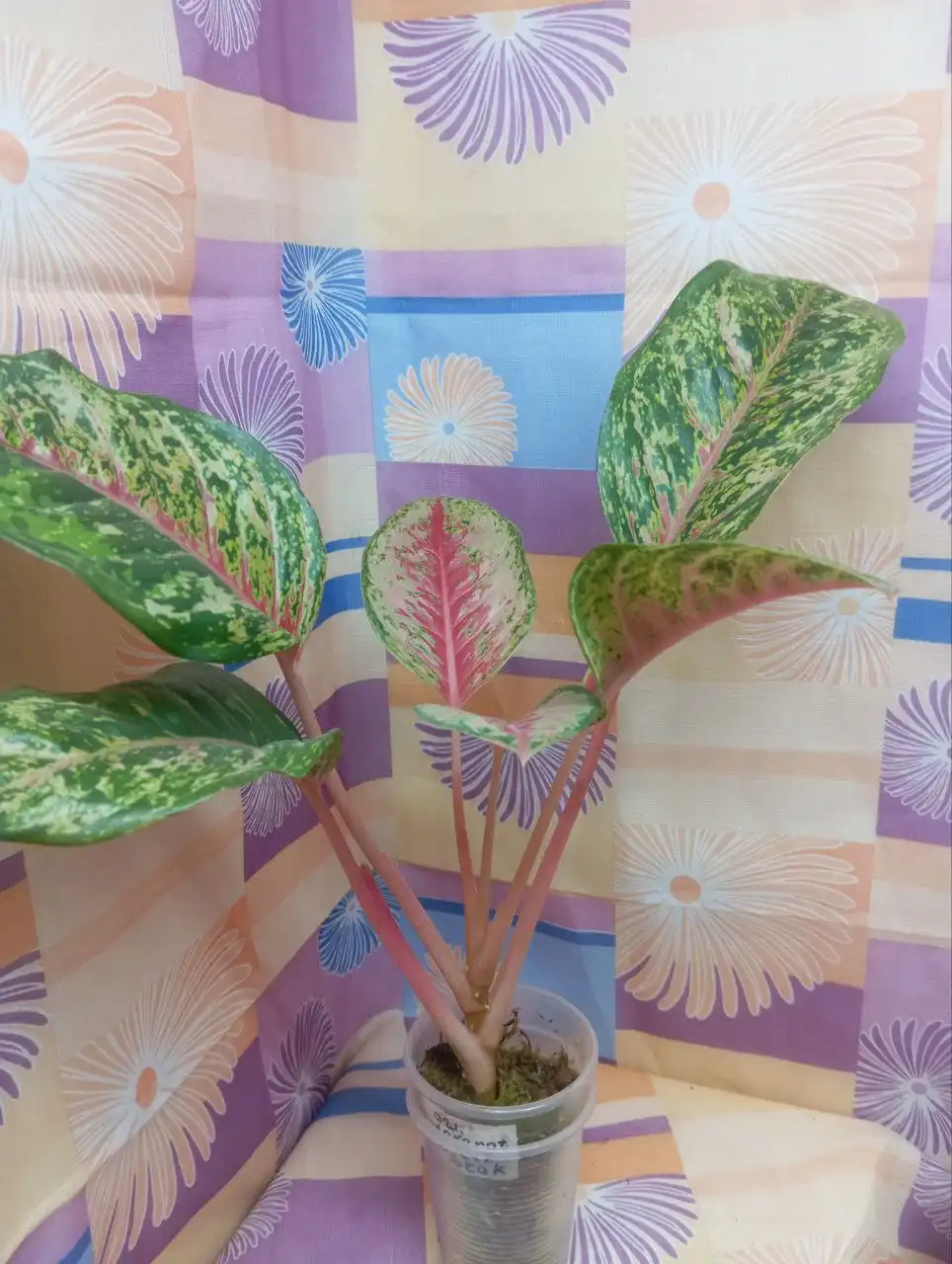 Продажа комнатного растения Аглаонема 10 karat green black - Комнатные растения (Для дома и дачи) в Красноярск