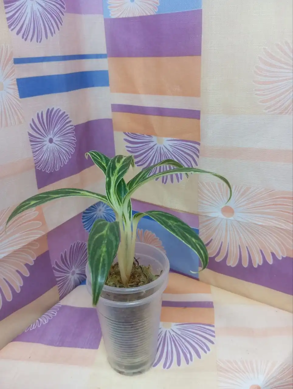 Аглаонема Bai Khao в Красноярске - Комнатные растения (Хобби и отдых) в Красноярск