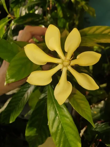 Гардения граффити цветет - Велосипеды в Красноярск