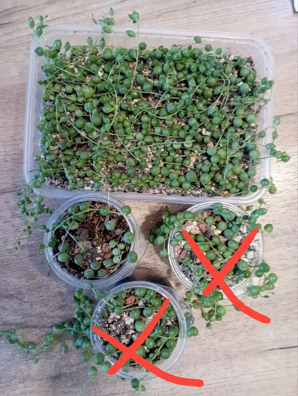 Крестовник Роули комнатные растения - Комнатные растения (Хобби и отдых) в Красноярск