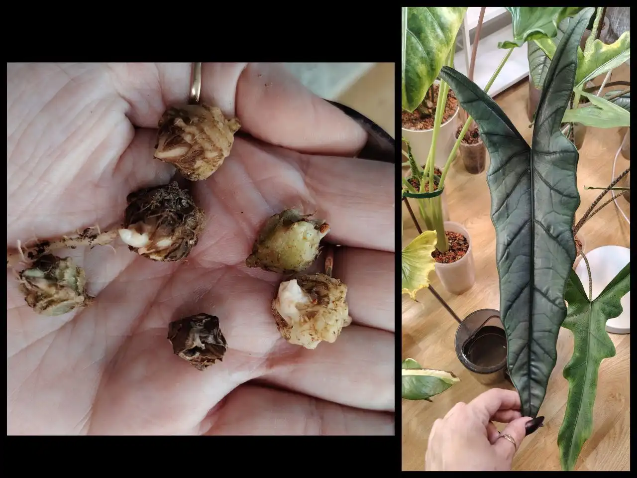 Алоказия хетерофила металлик блю - Комнатные растения (Хобби и отдых) в Красноярск