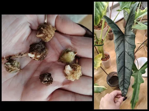 Алоказия хетерофила металлик блю - Велосипеды в Красноярск