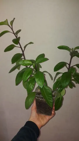 Джинура комнатная - Велосипеды в Красноярск