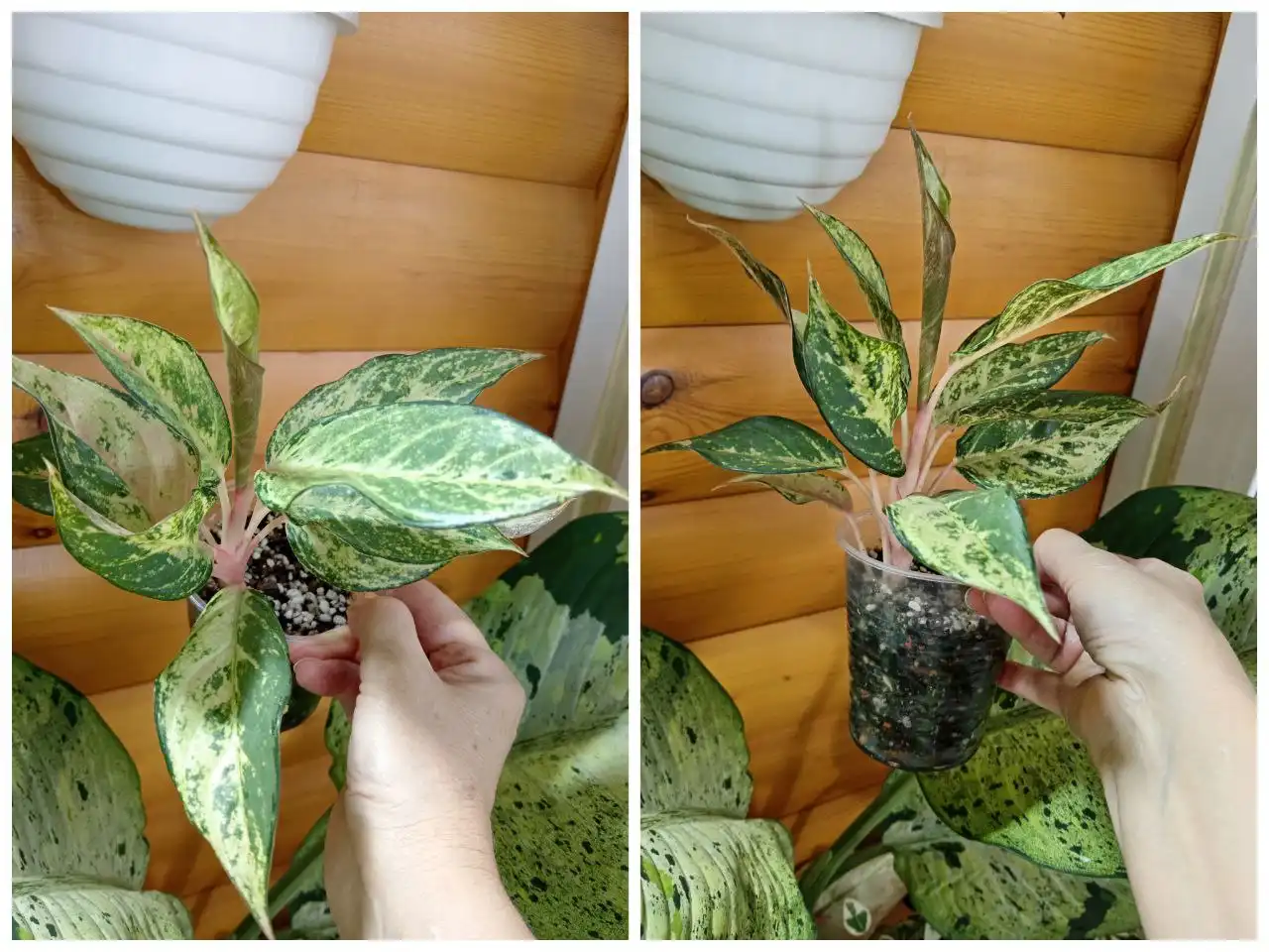 Продам аглаонему Lucky - Комнатные растения (Хобби и отдых) в Красноярск