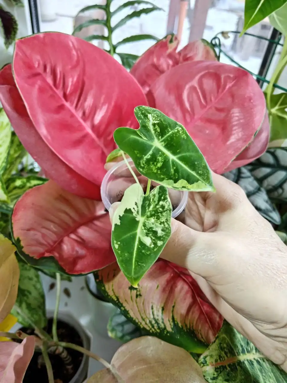 Продам алоказию Фрайдек - Комнатные растения (Хобби и отдых) в Красноярск