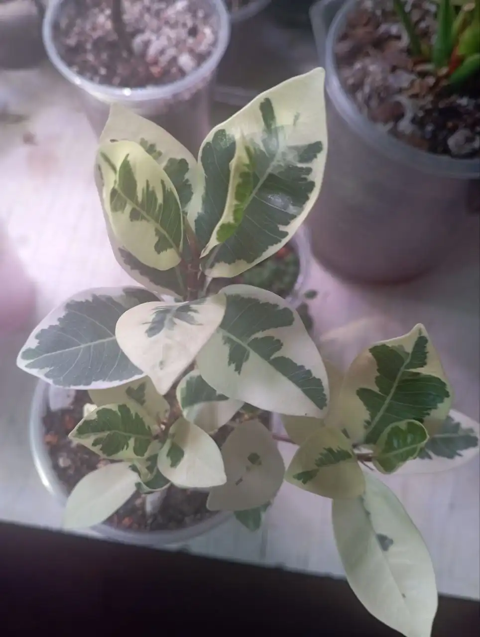 Фикус Альбомаргината - Комнатные растения (Хобби и отдых) в Красноярск