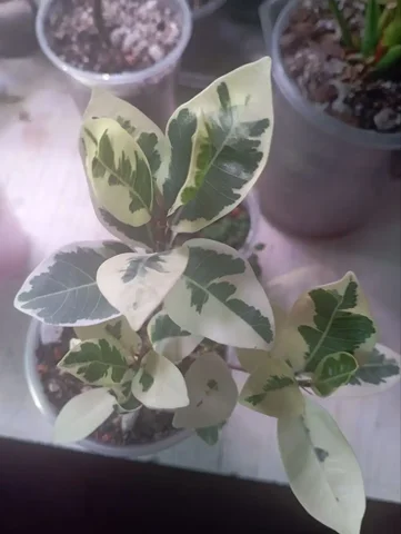 Фикус Альбомаргината - Велосипеды в Красноярск