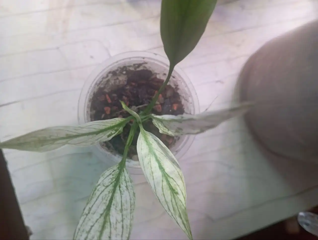 Спатифиллум Ангел Беби комнатное растение - Комнатные растения (Для дома и дачи) в Красноярск