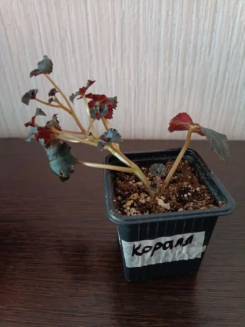 Укорененный черенок бегонии - Бытовая техника в Красноярск