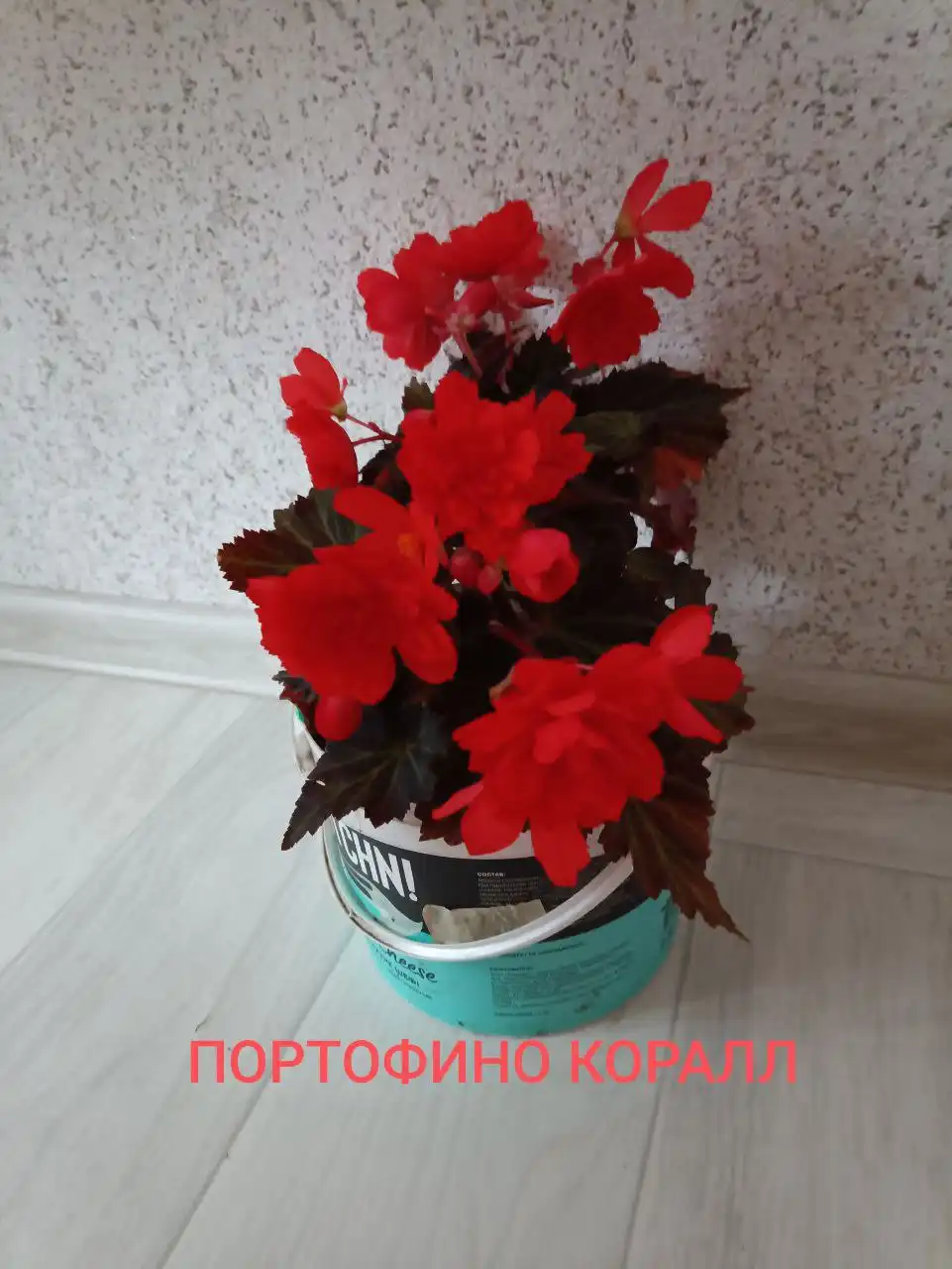 Укорененный черенок бегонии - Комнатные растения (Для дома и дачи) в Красноярск