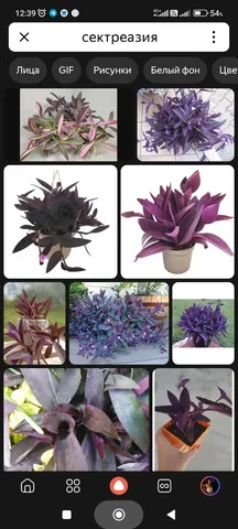 Комнатные растения - Бытовая техника в Красноярск