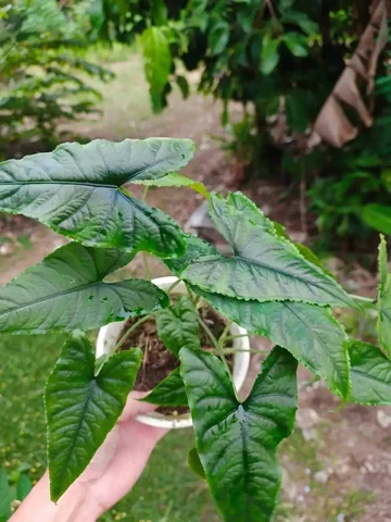 Куплю клубень/детка Алоказии Олани - Велосипеды в Красноярск