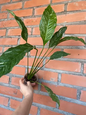 Спатифиллум Джемени с деткой - Бытовая техника в Красноярск