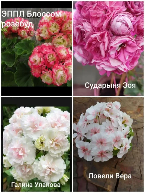 Пеларгонии более 40 сортов в Красноярске - Велосипеды в Красноярск