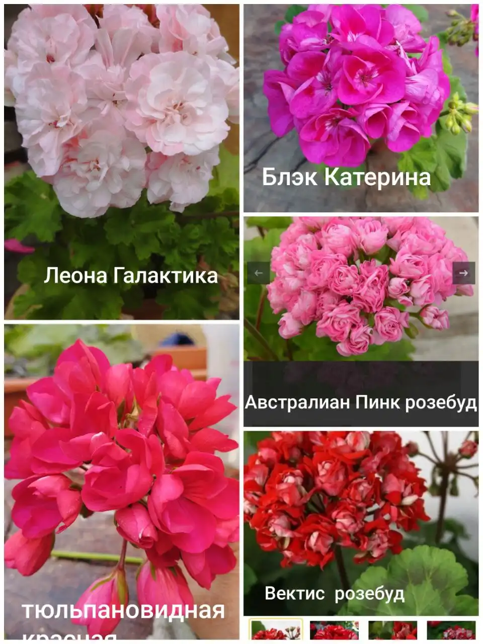 Пеларгонии более 40 сортов в Красноярске - Растения (Хобби и отдых) в Красноярск