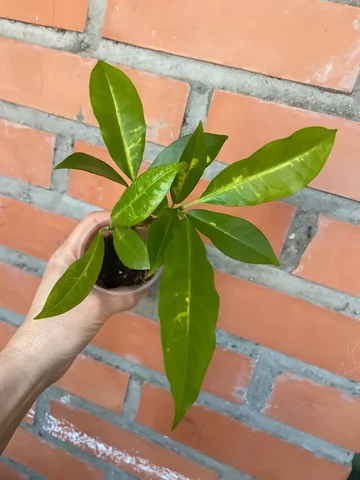 Кротон Зулу с 3 точками роста - Велосипеды в Красноярск