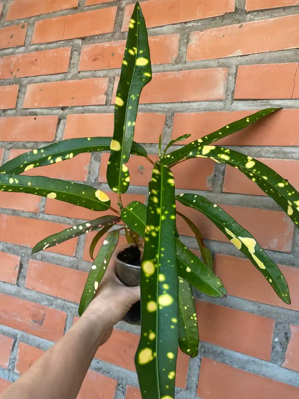 Кротон, 2 точки роста - Комнатные растения (Хобби и отдых) в Красноярск