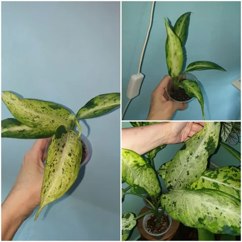 Диффенбахия камуфляж детки - Велосипеды в Красноярск