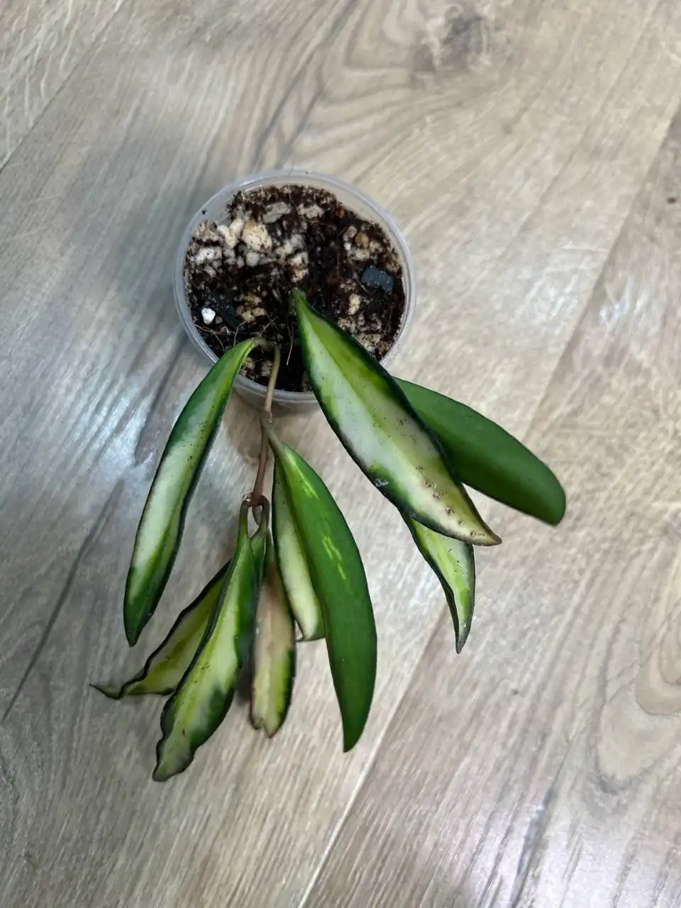 Хойя вайети триколор - Комнатные растения (Хобби и отдых) в Красноярск