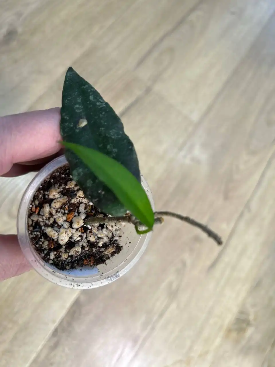 Хойя каудата Ачех - Комнатные растения (Хобби и отдых) в Красноярск