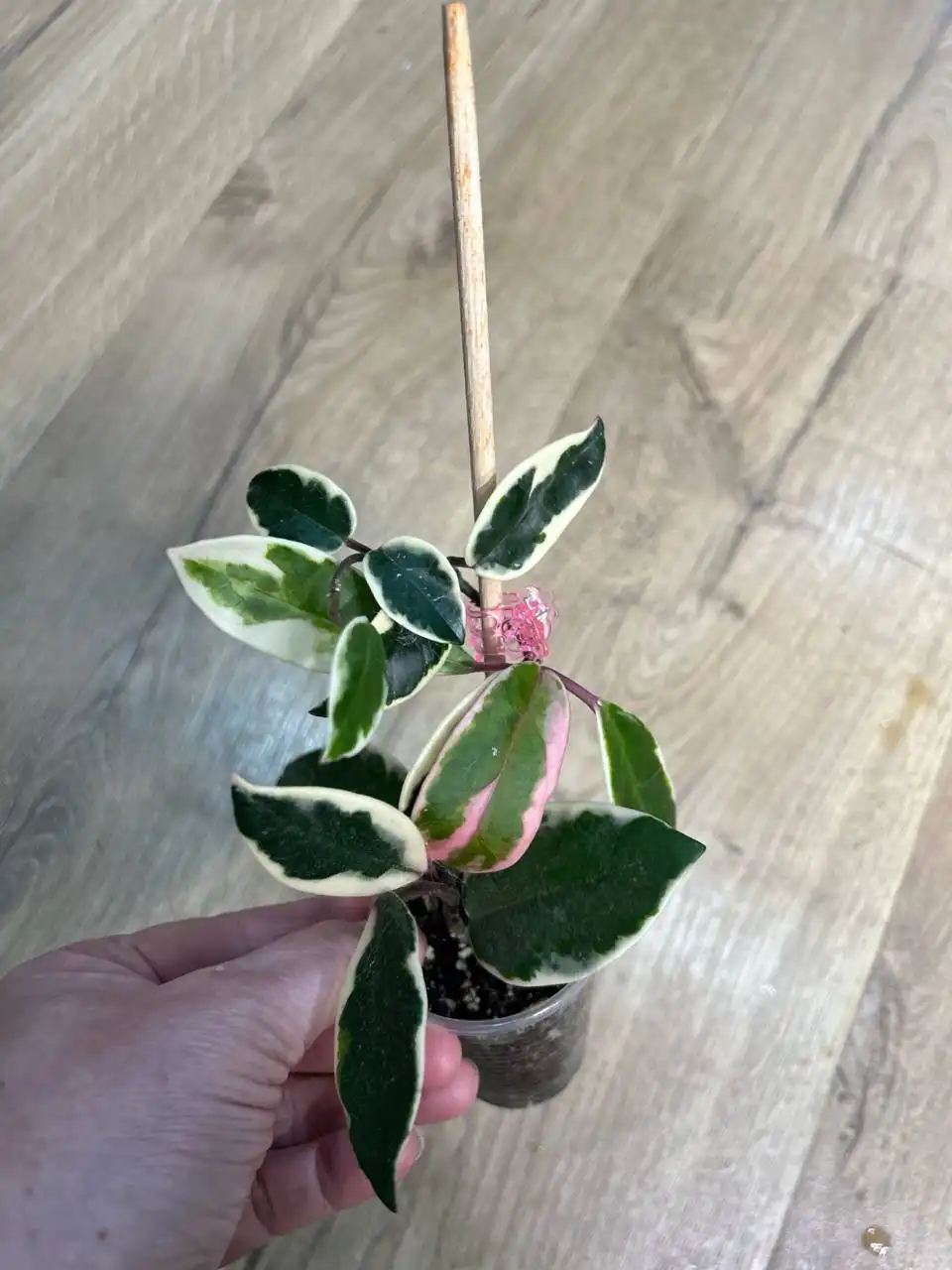 Хойя фламинго - Комнатные растения (Хобби и отдых) в Красноярск