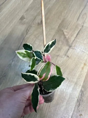 Хойя фламинго - Велосипеды в Красноярск