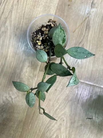 Хойя эскимо Сильвер - Велосипеды в Красноярск