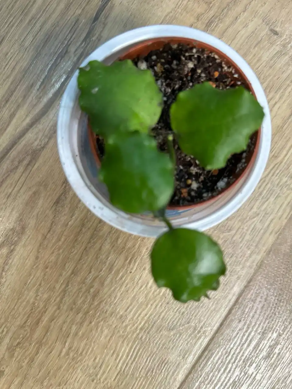 Хойя эндауэнсис - Комнатные растения (Хобби и отдых) в Красноярск